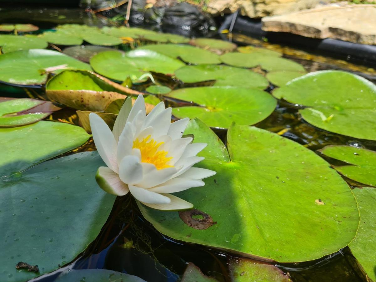 La Suite Melusine - Spa Du Souffle Du Saule Buhl-Lorraine Buitenkant foto